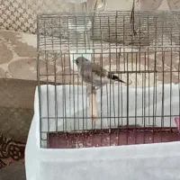 سره نر|پرنده|برخوار, |دیوار