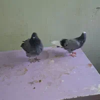 چندجفت شازده تهرانی|پرنده|بندر ماهشهر, |دیوار