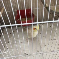 عروس هلندی نر|پرنده|گرگان, |دیوار