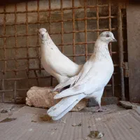 کفتر خالگرد|پرنده|شهرکرد, |دیوار