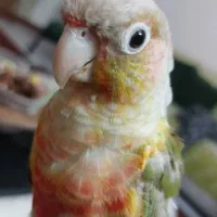 طوطی گرینچیک سخنگو رام و دستی|پرنده|فردیس, شهرک ارم|دیوار