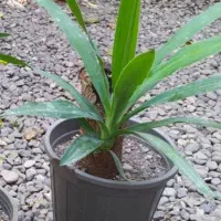 سانسوریا گلدان بزرگ|گل و گیاه طبیعی|کوچصفهان, |دیوار