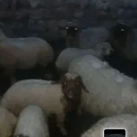 گوسفند