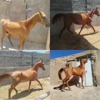 فروش یه جفت اسب