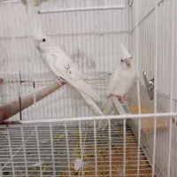عروس هلندی جفت و تک