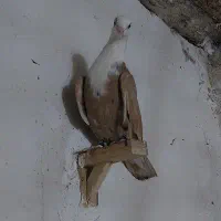 کلاغ کربلایی  طوقی الماسی|پرنده|مشهد, چهاربرج|دیوار