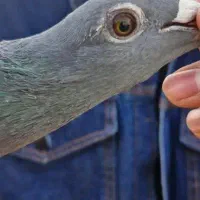 پلاکی جان آردن