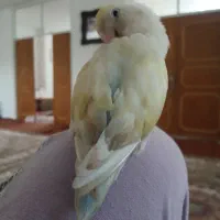 طوطی برزیلی گمشده