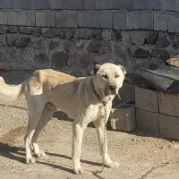 سگ گله و نگهبانی