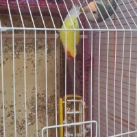 فروش طوطی برزیلی|پرنده|جهرم, |دیوار