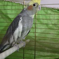 عروس ماده|پرنده|سراوان, |دیوار