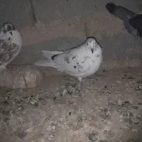 یک جفت کبوتر ملاقی