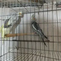عروس هلندی اهلی