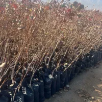 نهال پسته نقد واقساط