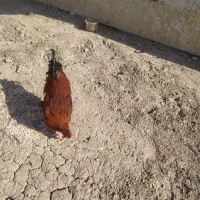 فروش خروس|حیوانات مزرعه|اصفهان, ارداجی|دیوار