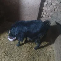 بز نر|حیوانات مزرعه|سنقر, |دیوار