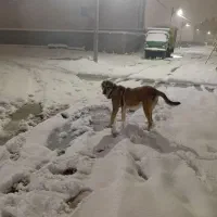 یک جفت توله 8ماه سرابی|سگ|مشهد, منزل آباد|دیوار