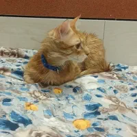 گربه نر حدود هفت ماه