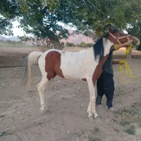 اسب|اسب و تجهیزات اسبسواری|تیران, |دیوار