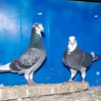 کفترابلغ المانی وزاغ ابادانی|پرنده|مینودشت, |دیوار