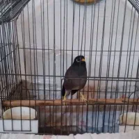 دوعدد عروس هلند سخن گو بایک عد مینای سخنگو|پرنده|تهران, شهرک رضویه|دیوار