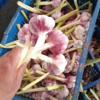 سیر پاک شده آماده