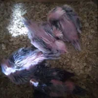 عروس هلندی البینو