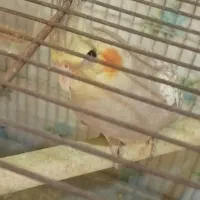 جوجه عروس هلندی نر