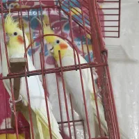 عروس هلندی