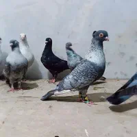 موشی نقره ای