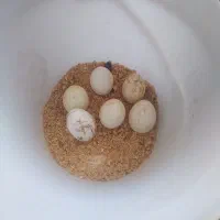 دونه ای 50هزار