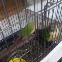 طوطی گرینچک بالغ|پرنده|ری, ظهیرآباد|دیوار