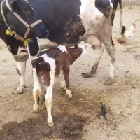 گاو گوساله دار هولشتاین
