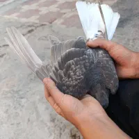کبوتر قهوه‌ای دم سفید ماده|پرنده|مرودشت, ژیان|دیوار