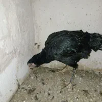 مرغ خروس لاری افقان ترک|حیوانات مزرعه|مشهد, طبرسی شمالی|دیوار