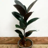 گل و بونسای