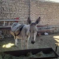 بک راس اولاغ|حیوانات مزرعه|آبگرم, |دیوار