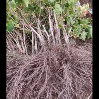 نهال انگو|گل و گیاه طبیعی|اسفرورین, |دیوار