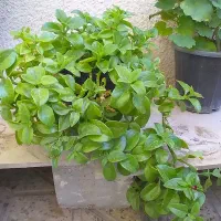 تعدادی گلدان زیبا بهفروش میرسد|گل و گیاه طبیعی|قزوین, |دیوار