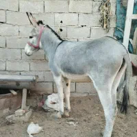 الاغ گله ای