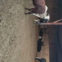 گوساله چاق فوق سوپر|حیوانات مزرعه|پیشوا, |دیوار