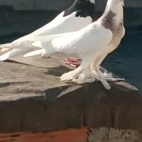 طوقی ۶ماهه بدون غلط