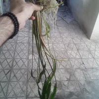 گیاه کریبتون. کریپتون