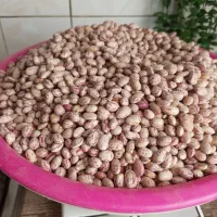 لوبیاچیتی لرستان