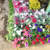 خدمات باغبانی سم پاشی سرتاسر تهران|خدمات باغبانی و درختکاری|تهران, گلستان (شهرک راه آهن)|دیوار