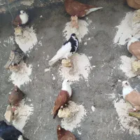 کفتر دم‌سفید وکلاغ