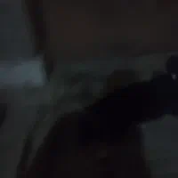 سگ پا کوتاه