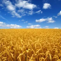 گندم بذری دیم