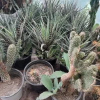 گل ۱۰تومان