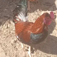 خروس بالغ|پرنده|تیمور آباد, |دیوار